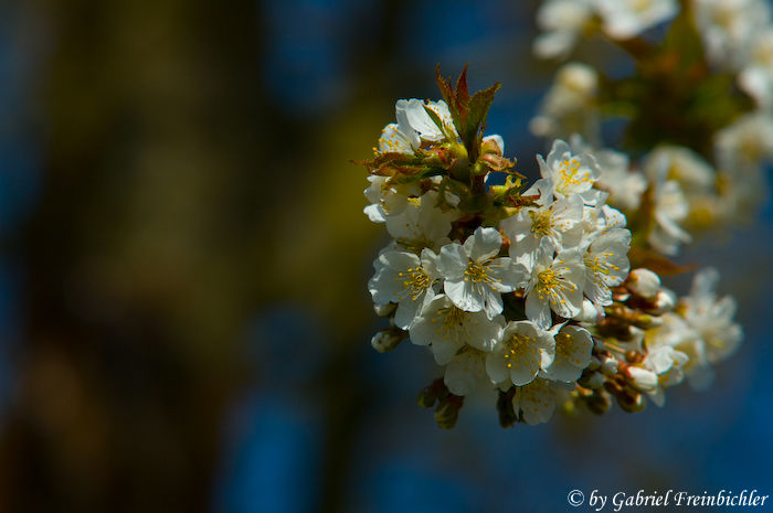 Kirschenblüten