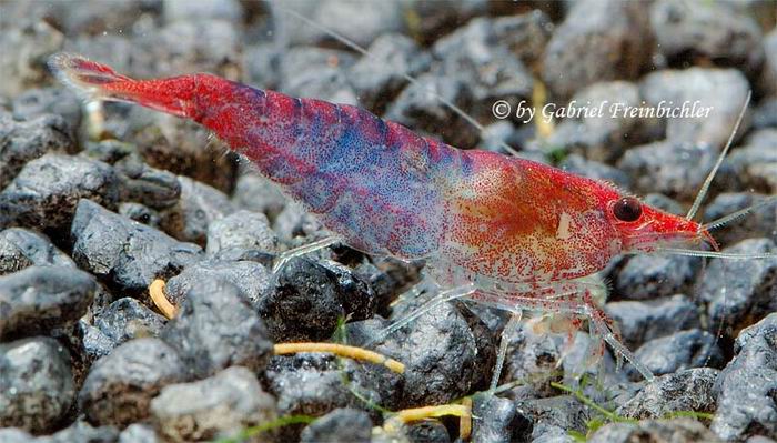 Red Blue Fire