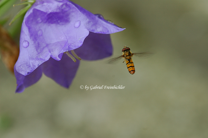 Schwebefliege im Flug