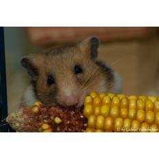 Goldhamster