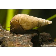 Turmdeckelschnecke